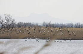 Barge à queue noire