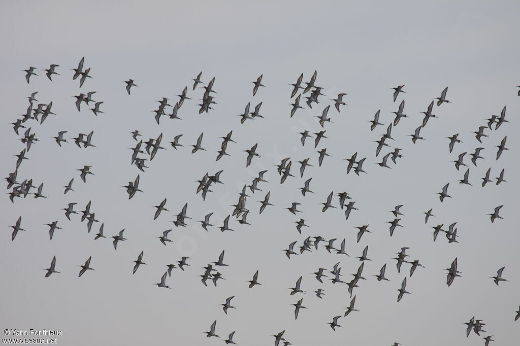 Black-tailed Godwit, Flight