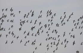 Black-tailed Godwit