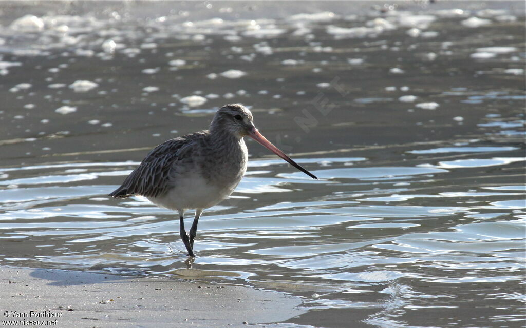 Bar-tailed Godwit