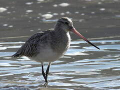 Bar-tailed Godwit