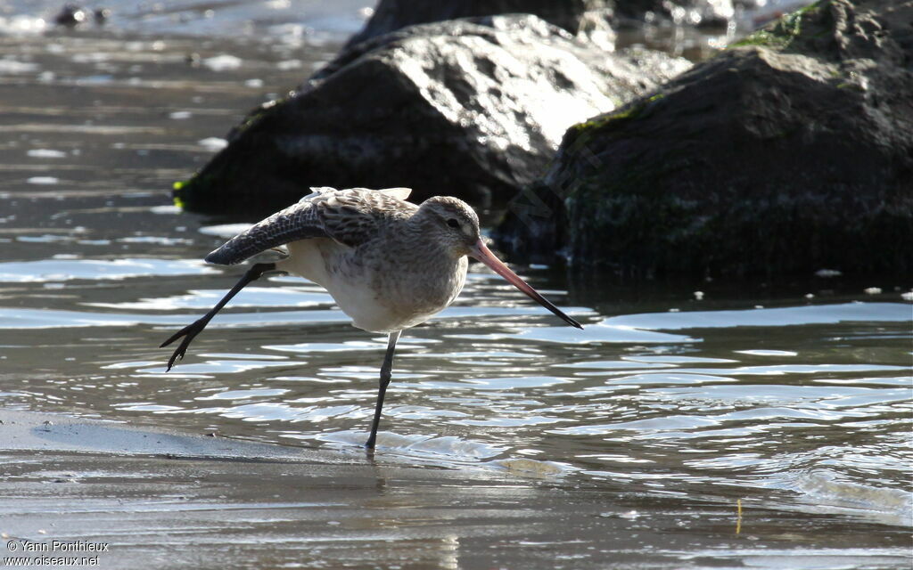 Bar-tailed Godwit