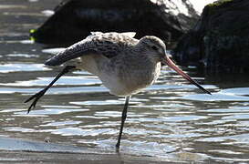 Bar-tailed Godwit