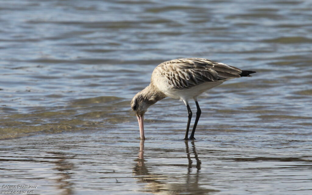 Bar-tailed Godwit