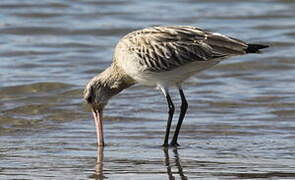 Bar-tailed Godwit