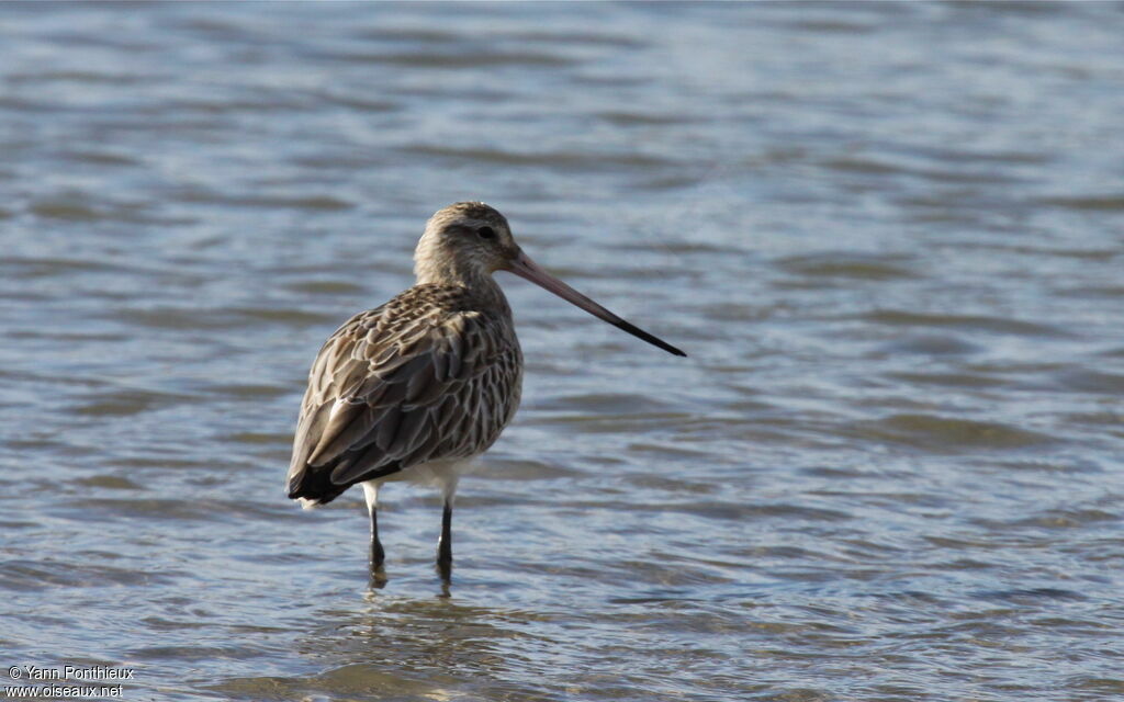 Bar-tailed Godwit