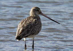 Bar-tailed Godwit