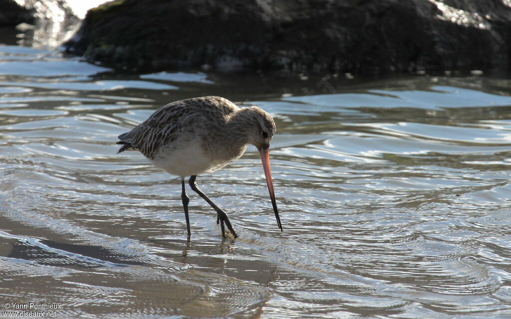 Bar-tailed Godwit