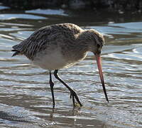 Bar-tailed Godwit