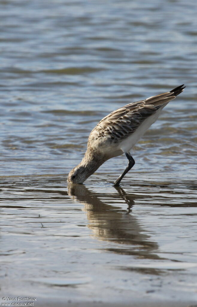 Bar-tailed Godwit