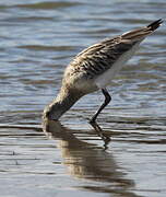 Bar-tailed Godwit