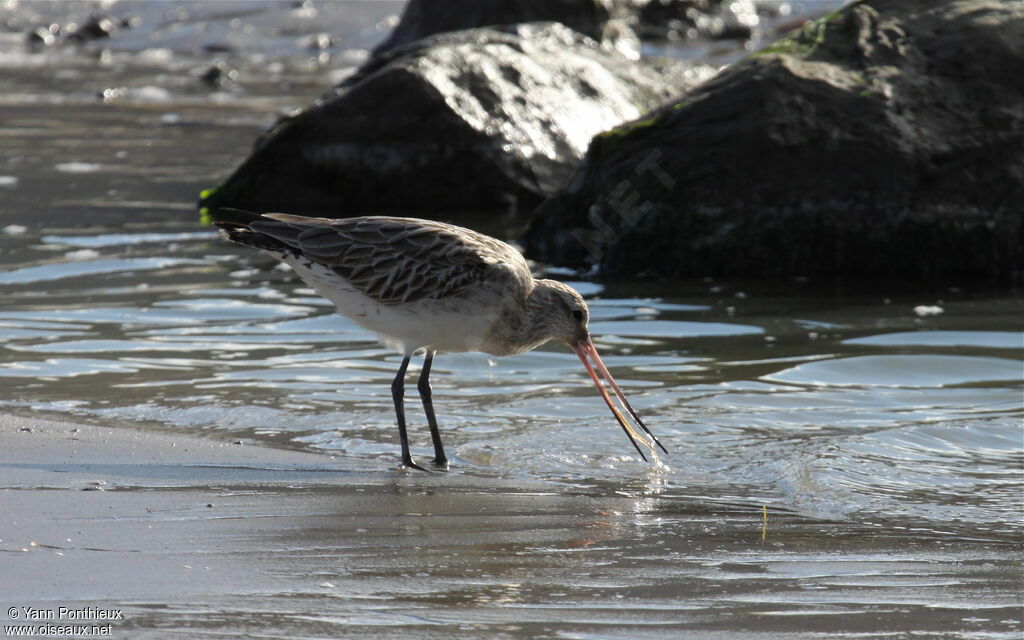 Bar-tailed Godwit