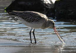 Bar-tailed Godwit