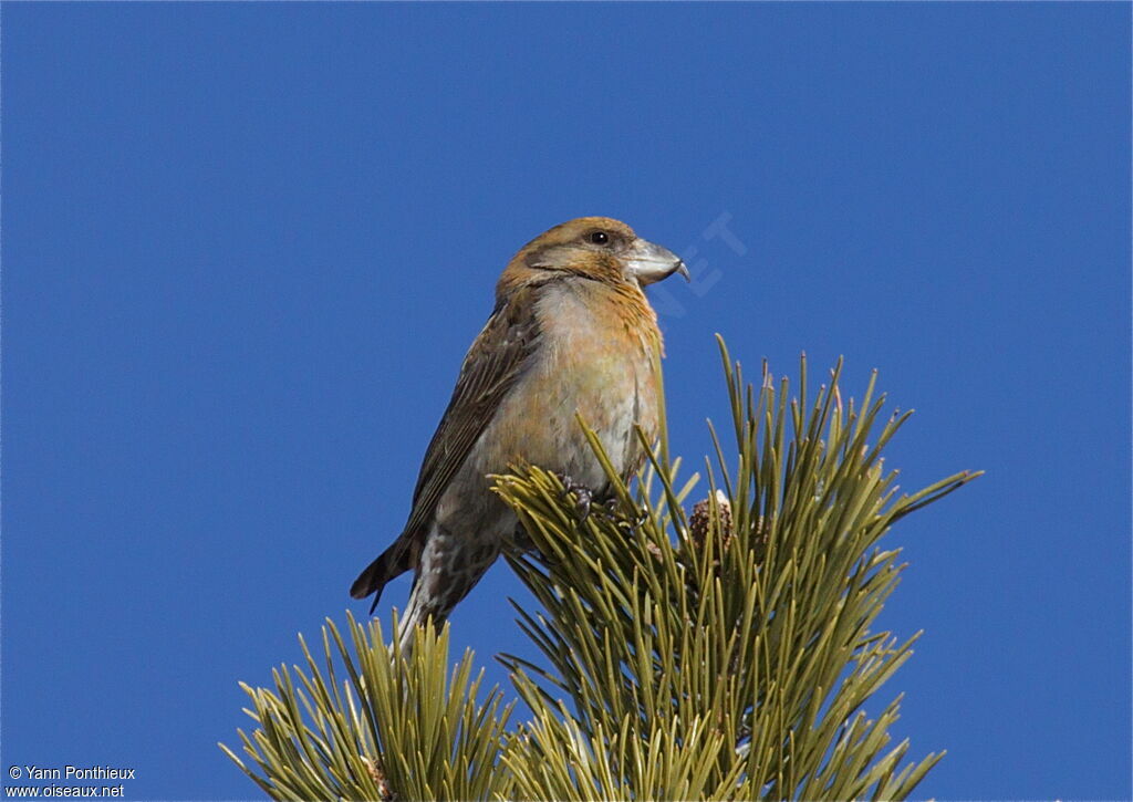 Red Crossbill