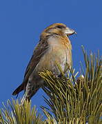 Red Crossbill