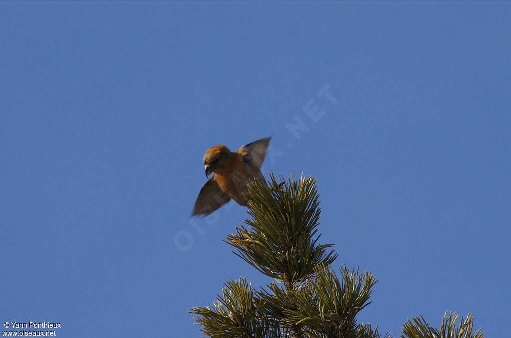 Red Crossbill