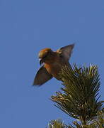 Red Crossbill