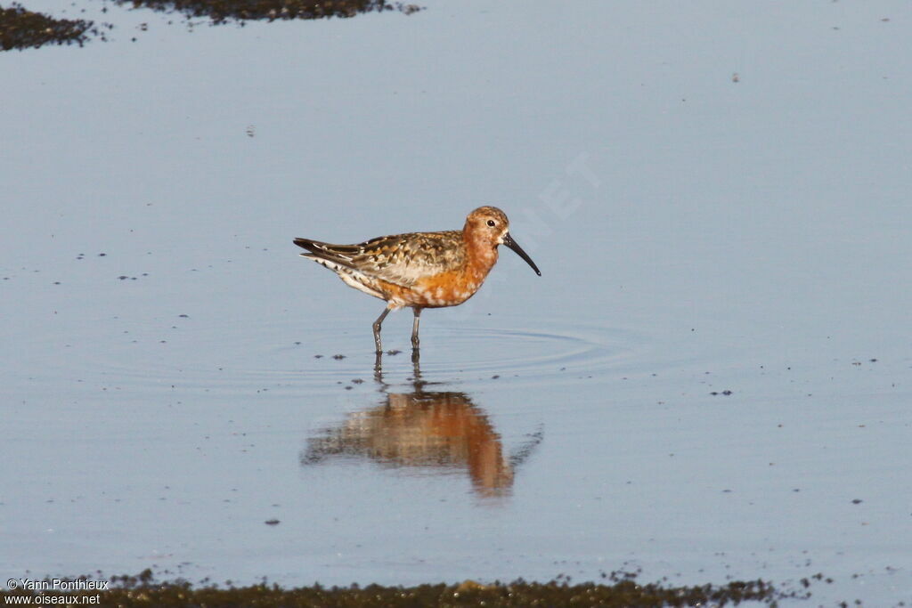 Curlew Sandpiperadult breeding