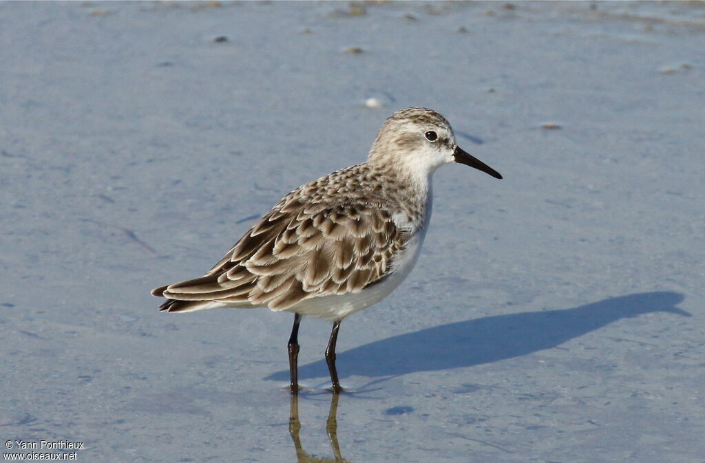 Little Stint