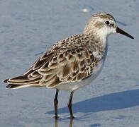 Little Stint