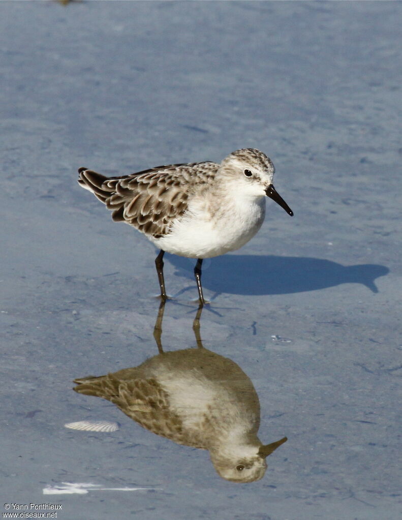 Little Stint