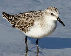 Little Stint