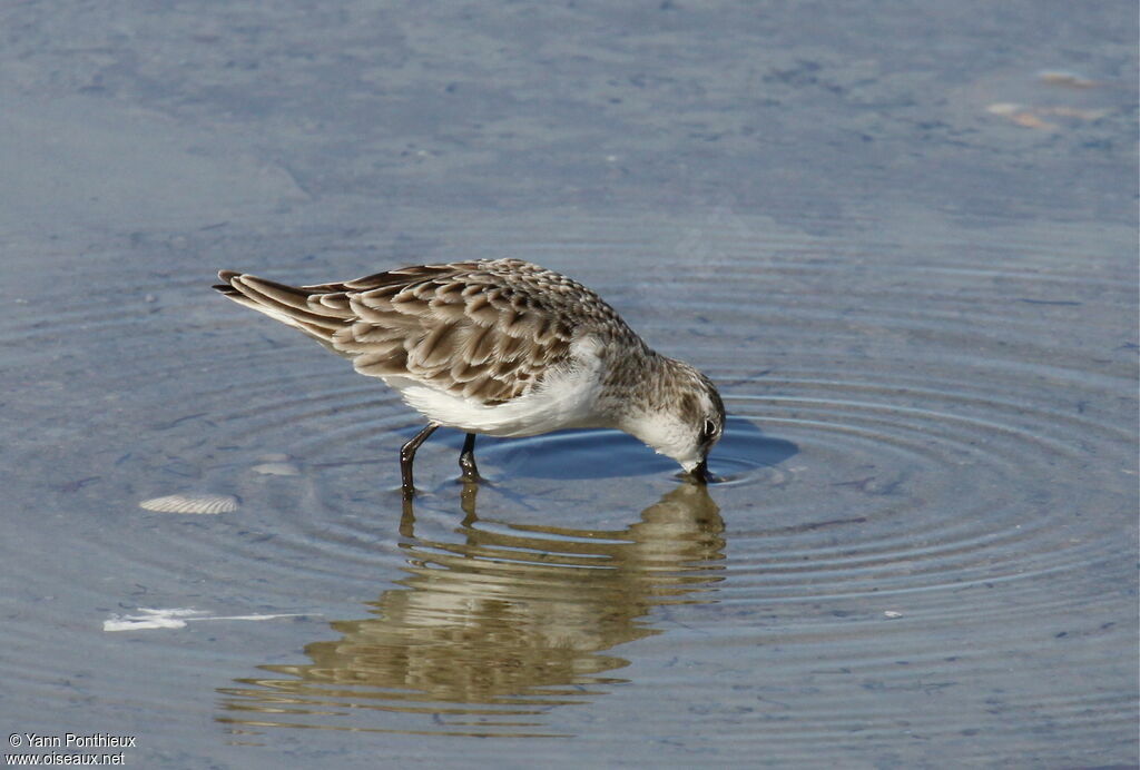 Little Stint