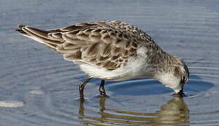 Little Stint