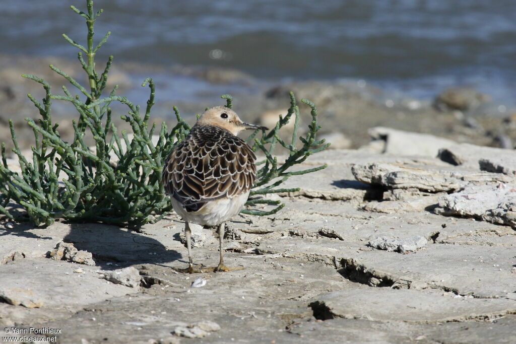 Buff-breasted SandpiperFirst year