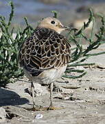 Buff-breasted Sandpiper