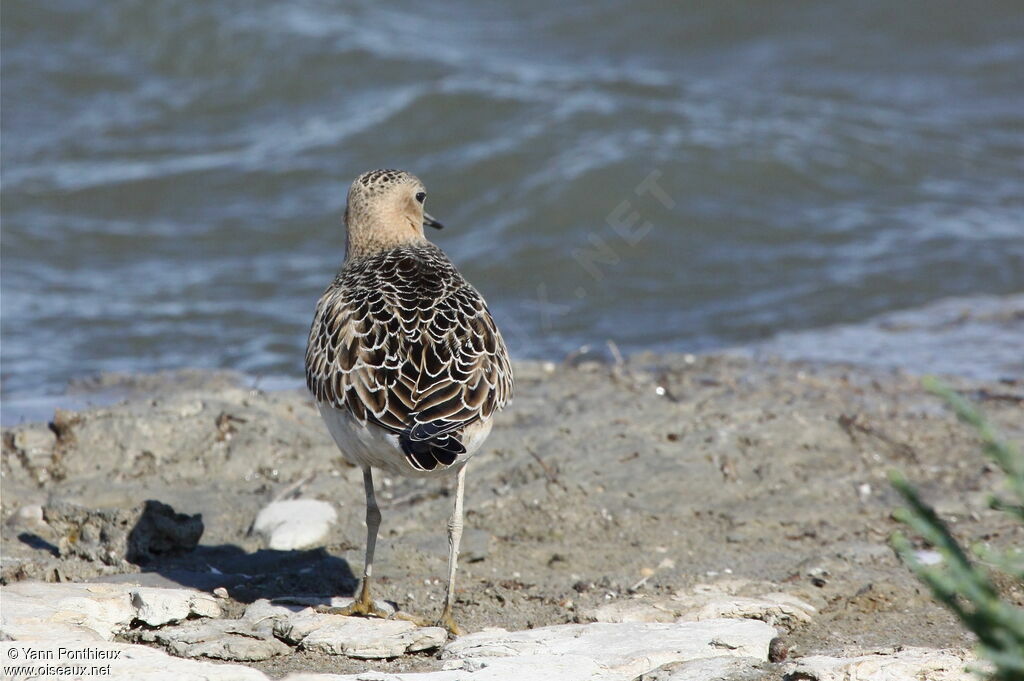 Buff-breasted SandpiperFirst year