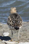 Buff-breasted Sandpiper