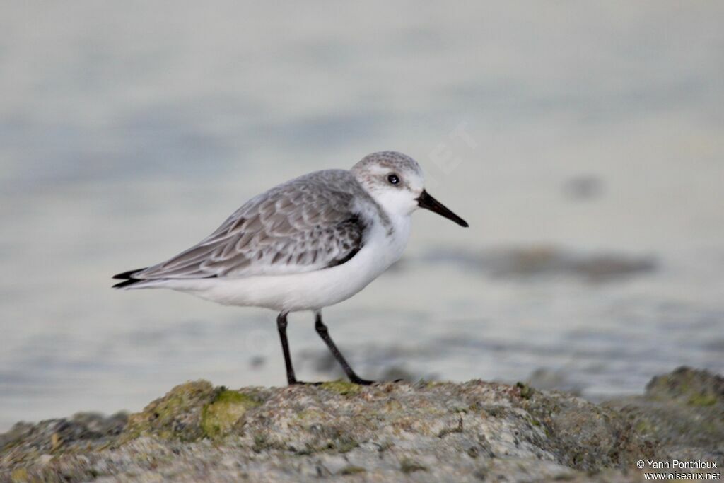 Bécasseau sanderling