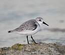 Bécasseau sanderling