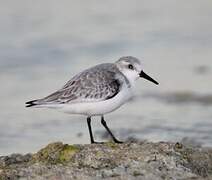 Bécasseau sanderling