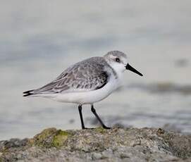 Bécasseau sanderling