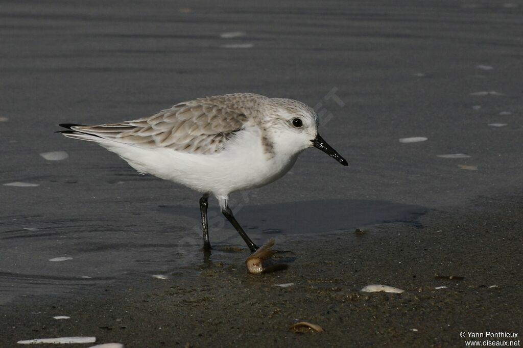 Sanderling