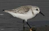 Bécasseau sanderling