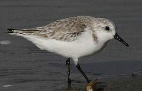 Bécasseau sanderling