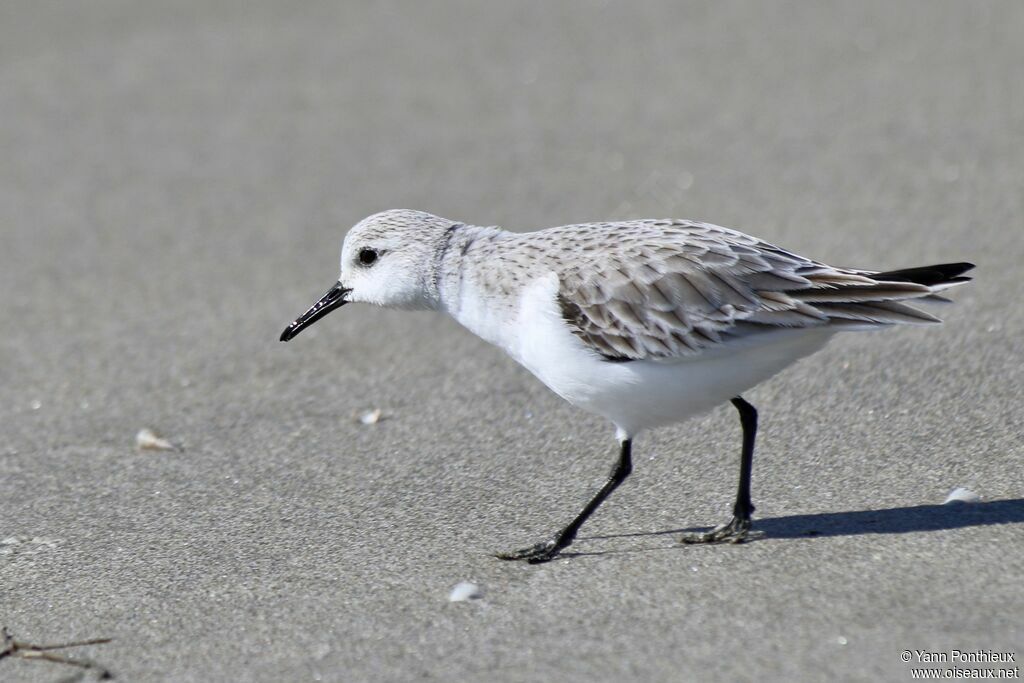 Bécasseau sanderling