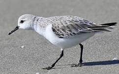 Bécasseau sanderling