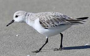 Sanderling