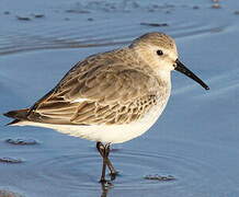 Dunlin