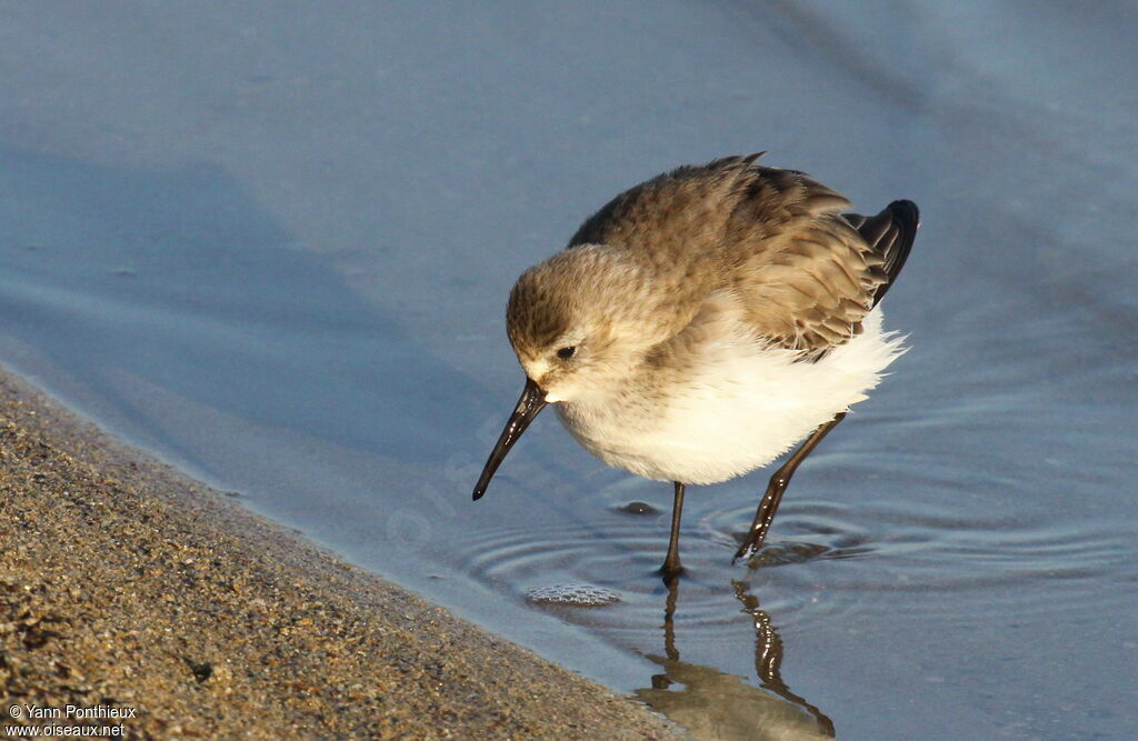 Dunlin