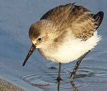 Dunlin