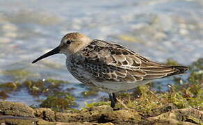 Dunlin