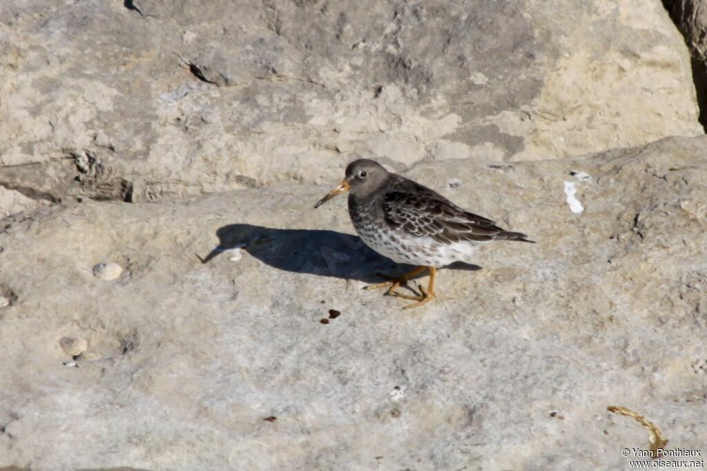 Purple Sandpiper