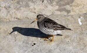 Purple Sandpiper