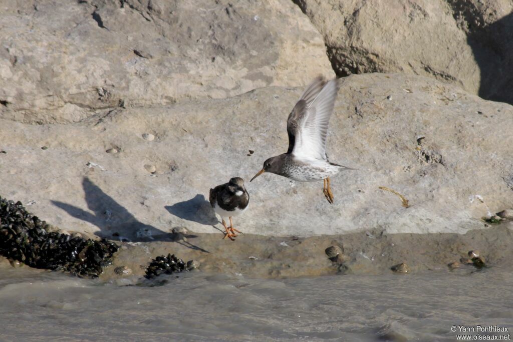 Purple Sandpiper