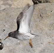 Purple Sandpiper